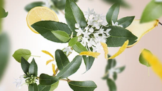 Delicate Osmanthus